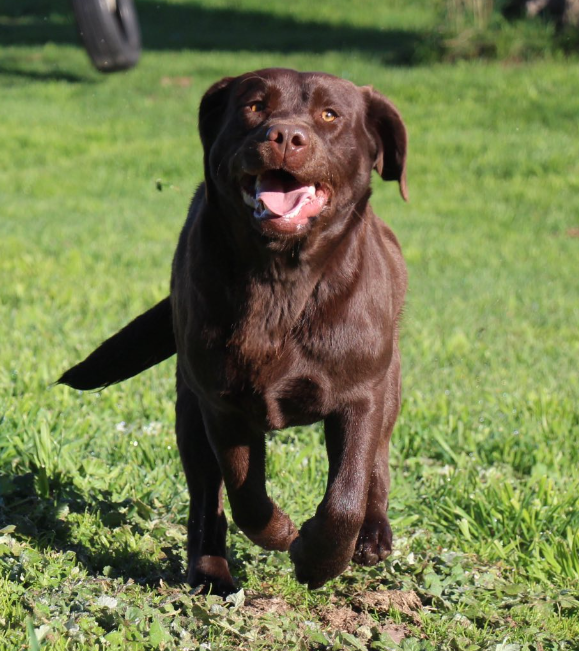 Banbook Labradors
