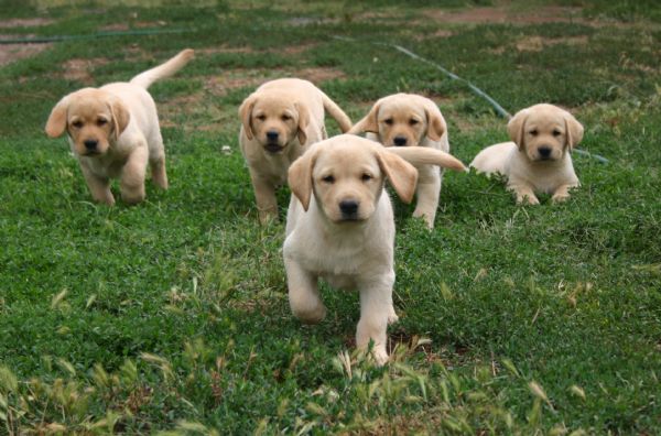 Gunnerson Labradors